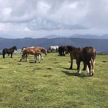 Ir a la web Montes y Valles