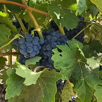 Ir a la web Rioja Alavesa